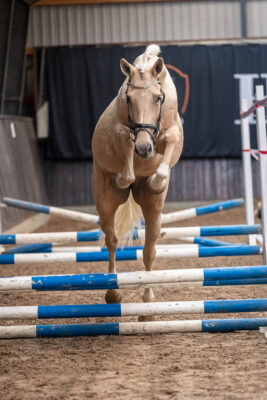 MG_0346-2