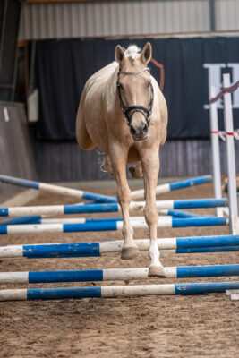 MG_0349-2
