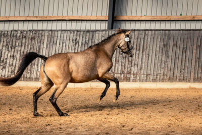 MG_0031-2