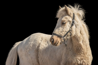 MG_3375-Edit