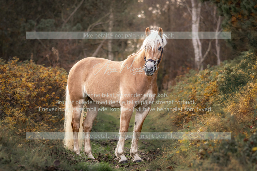 MG_1499-Edit