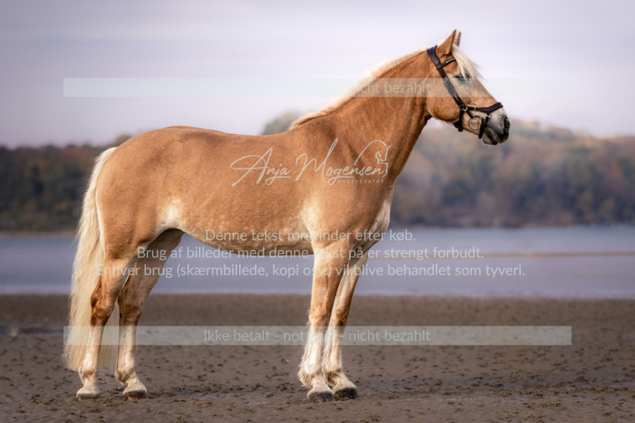MG_1659-Edit