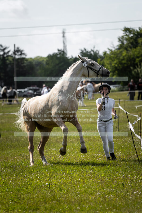MG_8694