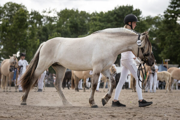 MG_7264-2