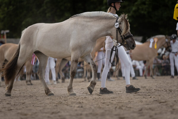 MG_7296-2