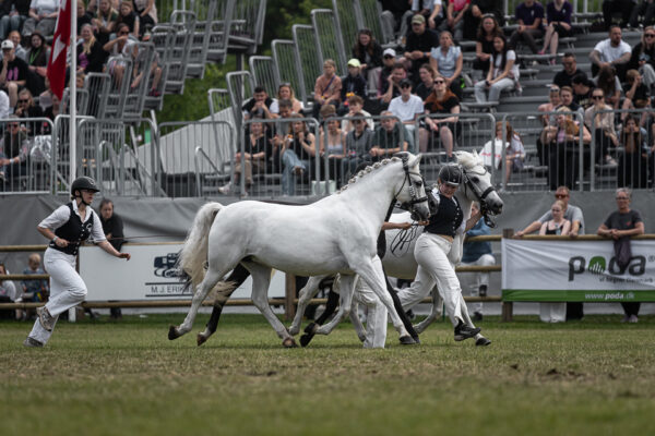 MG_5377-2