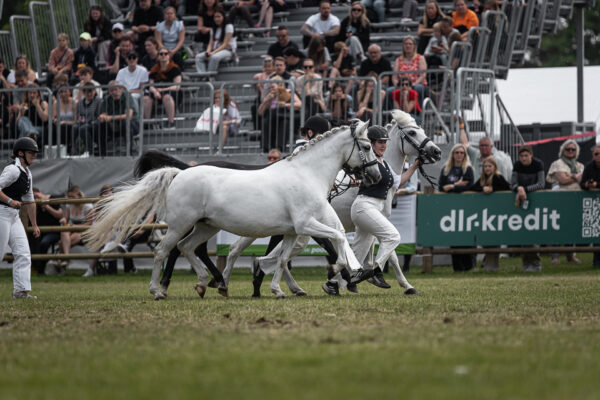 MG_5385-2