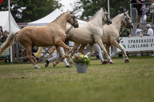 MG_5494-2