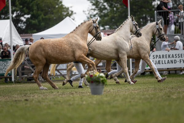 MG_5495-2