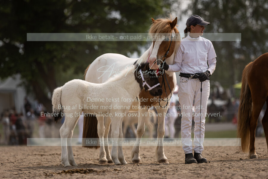 MG_7346-2