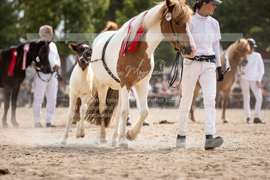 MG_7524-2