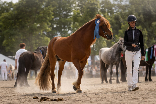 MG_7355-2