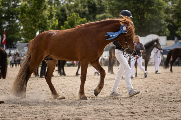 MG_7445-2