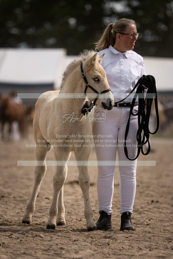 MG_6916-2