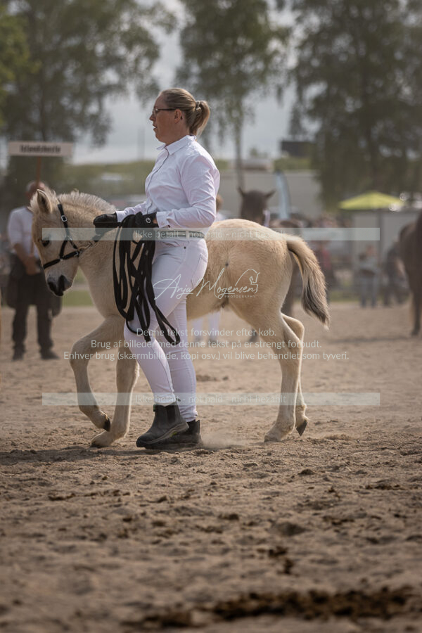 MG_7195-2