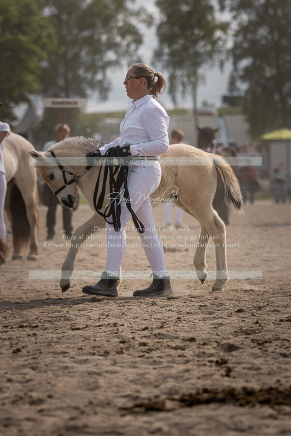 MG_7196-2