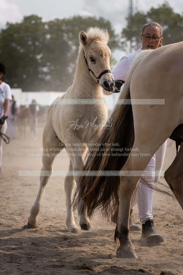 MG_7206-2