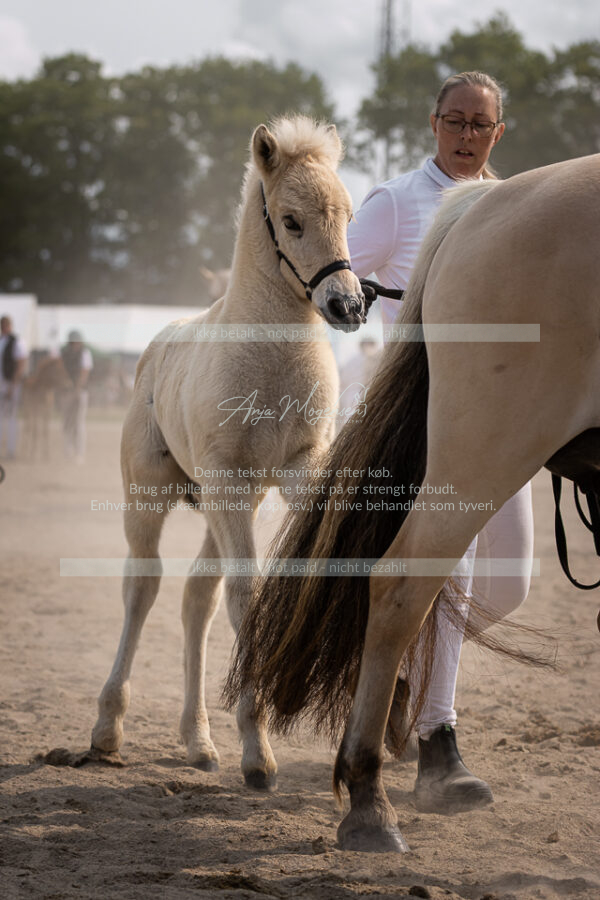 MG_7207-2