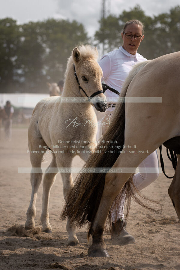 MG_7208-2
