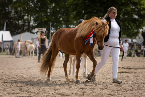 MG_7481-2
