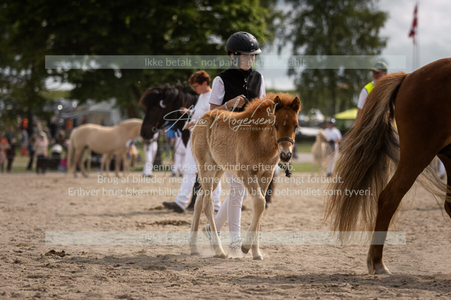 MG_7494-2