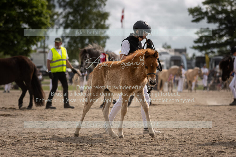 MG_7508-2