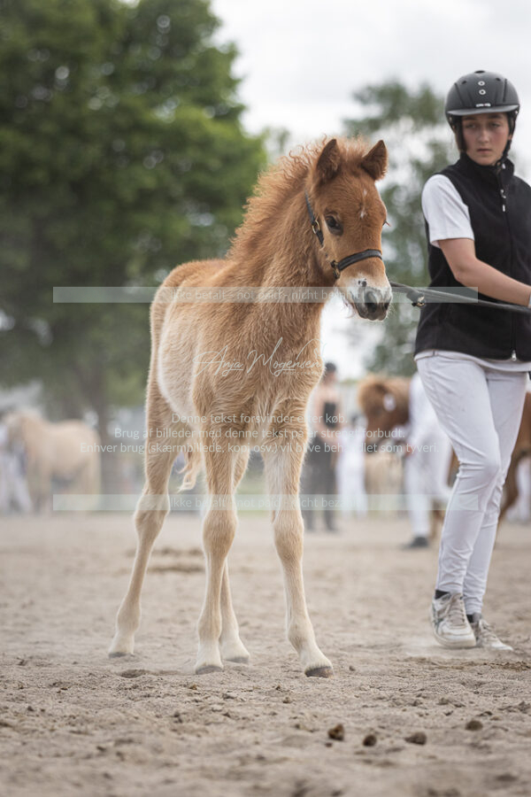 MG_8151