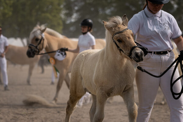 MG_7175-2