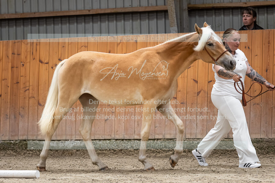 MG_6867-VRH-2