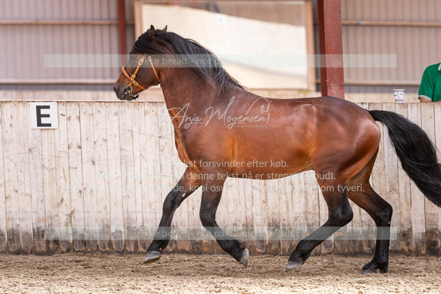 MG_1583
