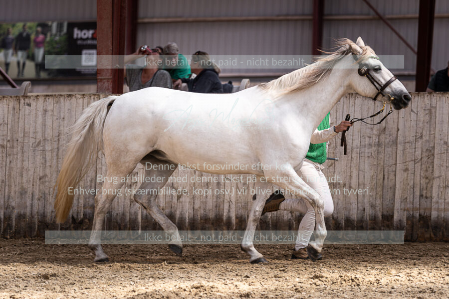 MG_2710