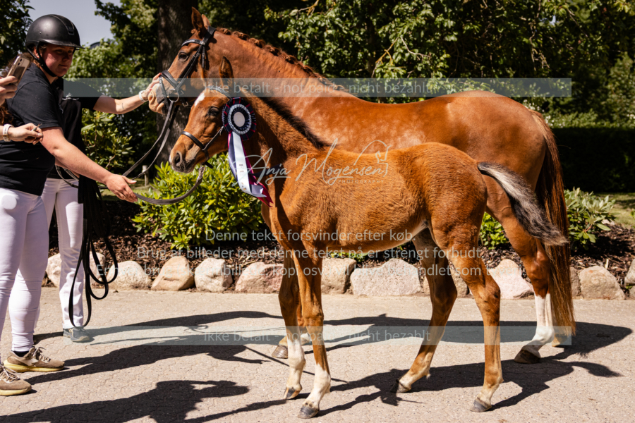MG_1093