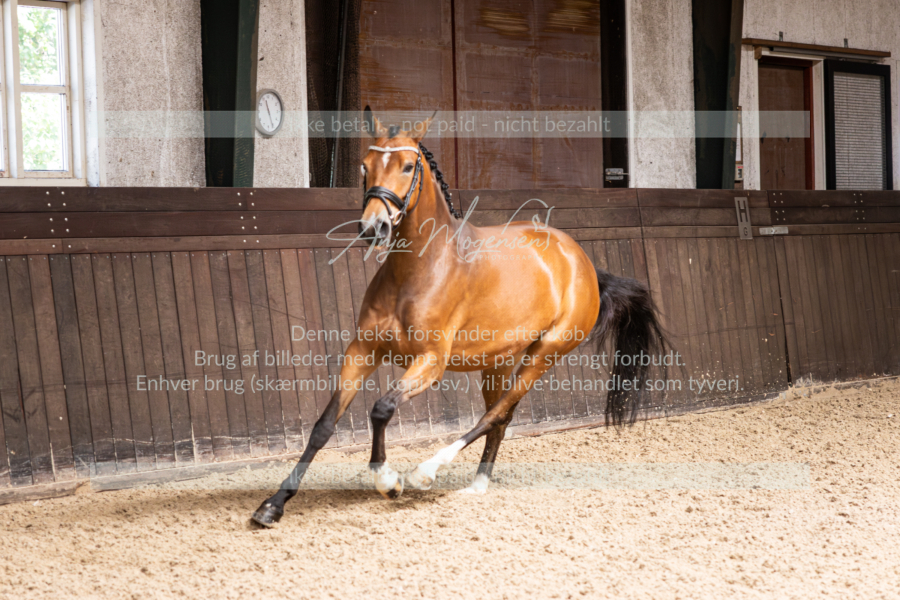 MG_8690