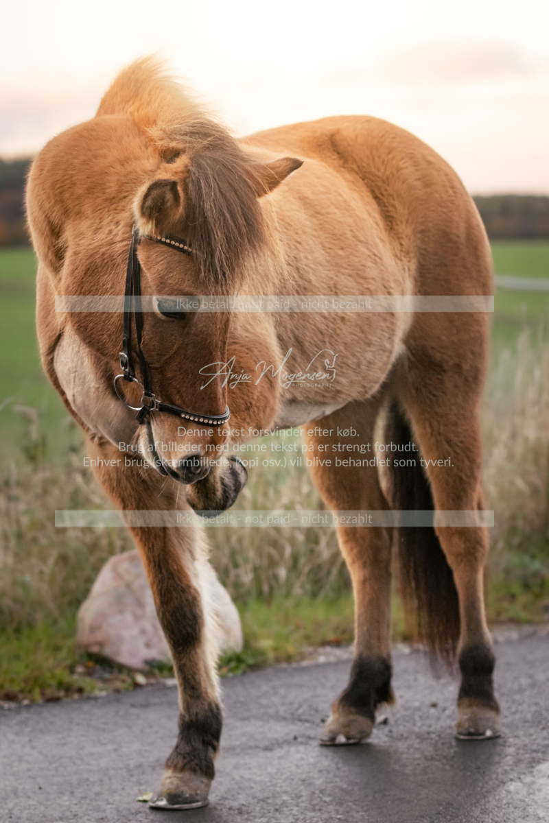 MG_7668-Edit