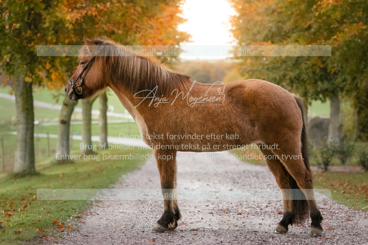 MG_7740-Edit