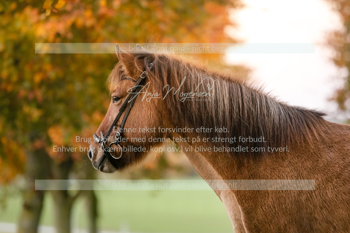 MG_7748-Edit