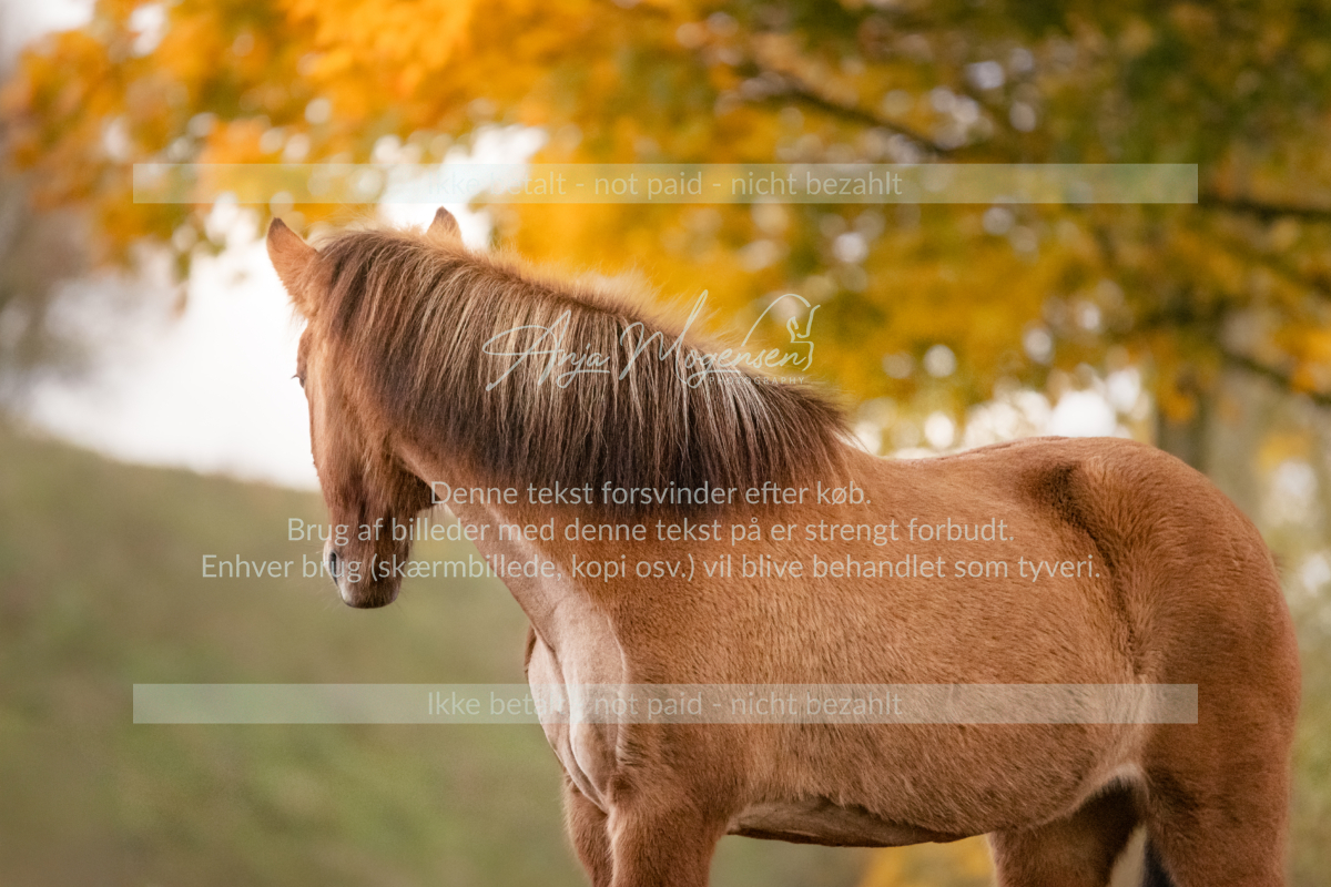 MG_7796-Edit