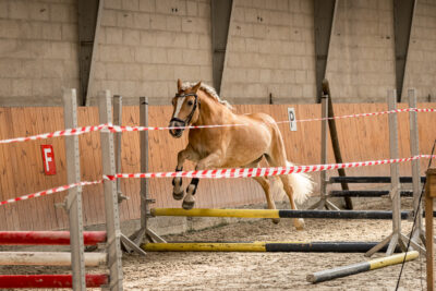 MG_9708-klein-2