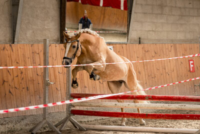 MG_9721-klein-2