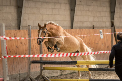 MG_9729-klein-2