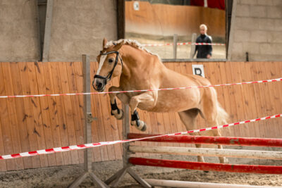 MG_9736-klein-2