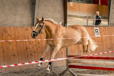 MG_9738-klein-2