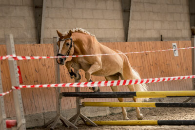 MG_9744-klein-2