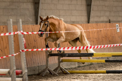 MG_9745-klein-2