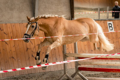 MG_9752-klein-2