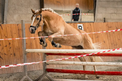 MG_9770-klein-2
