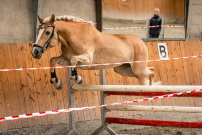 MG_9772-klein-2