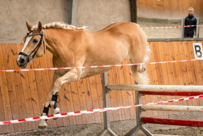 MG_9774-klein-2